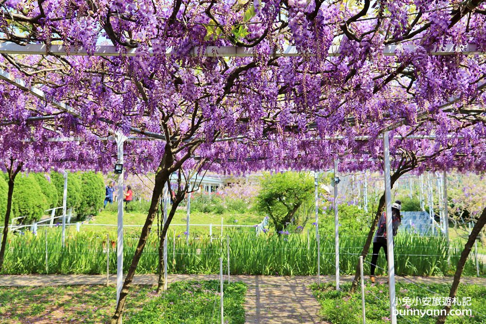 新北景點》季節限定色！淡水紫藤咖啡園屯山園區，浪漫紫藤天空、花廊等你來拍～