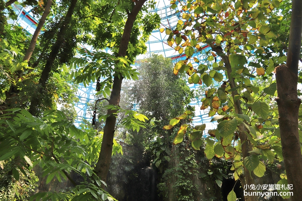 台中景點》小亞馬遜雨林！台中植物園迷你熱帶雨林，走進叢林裡找尋冒險味道～