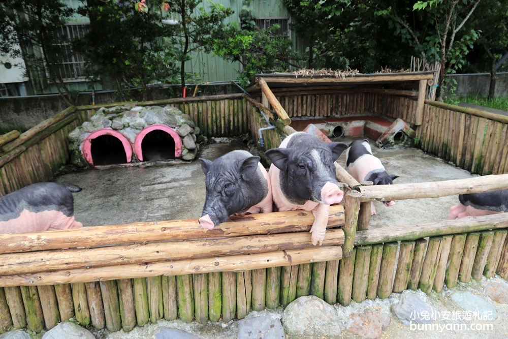 宜蘭新景點》愛小動物必收藏！心心農家樂貼近農村生活樂趣，玩水、餵小豬好好玩～