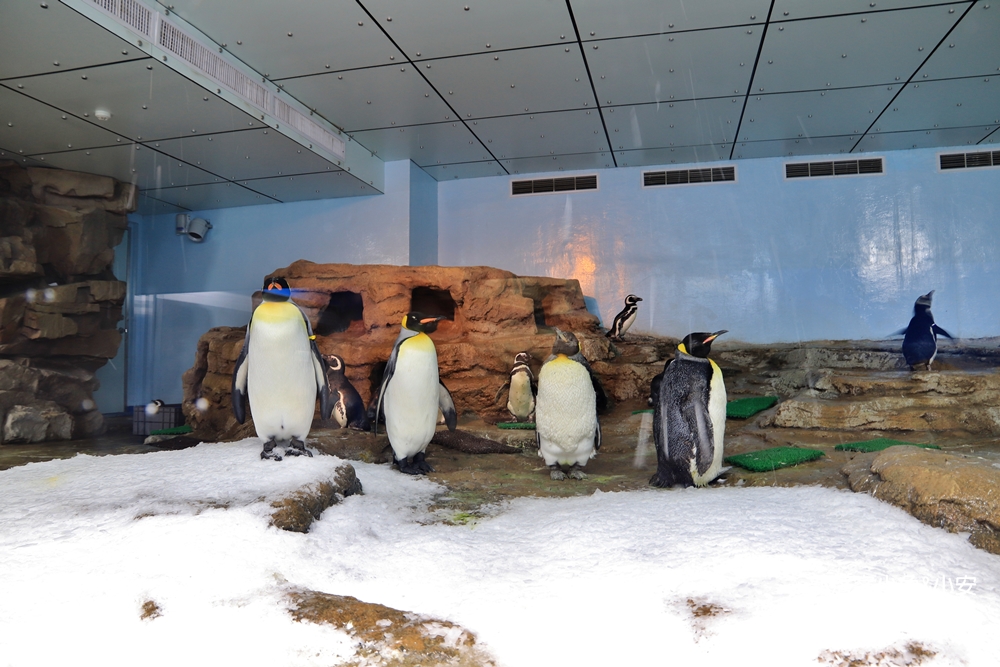 桃園XPARK水族館跟企鵝一起吃飯！Xpark水生公園門票&餐廳攻略