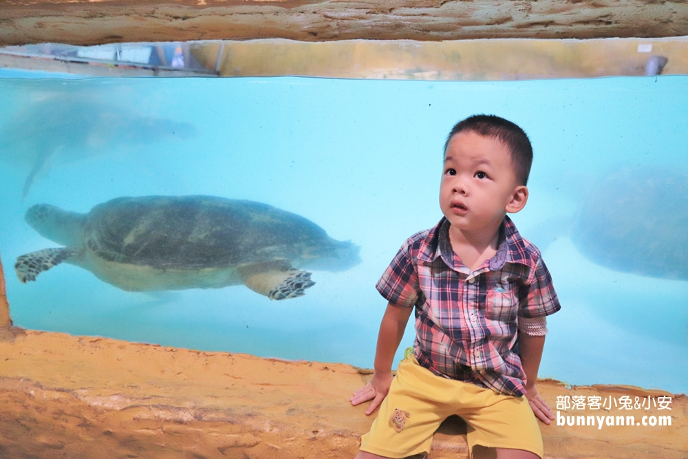 新北》來跟海豚親親！野柳海洋公園洞穴水族館，北部唯一海星觸摸池、真人高空跳水，放假就來這玩！