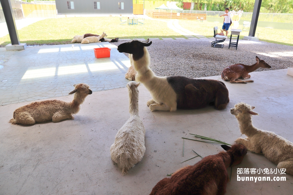 心花鹿Fun農場，梅花湖畔小鹿斑比，還有可愛羊駝可以互動