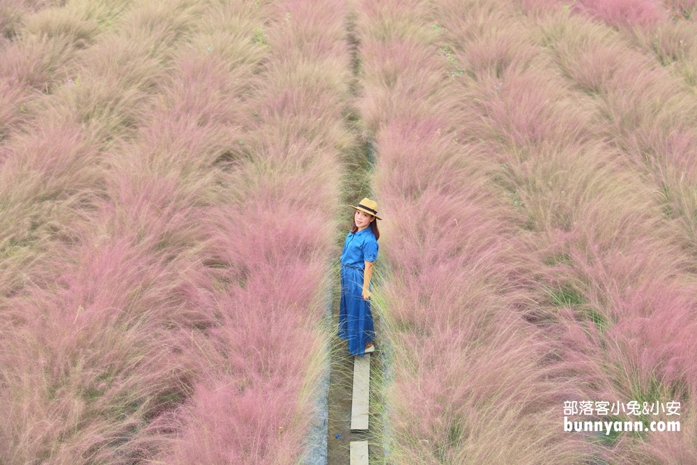 南投》免飛韓國了！集集浪漫粉黛亂子草，和平快樂田園粉紅棉花糖場景好夢幻！