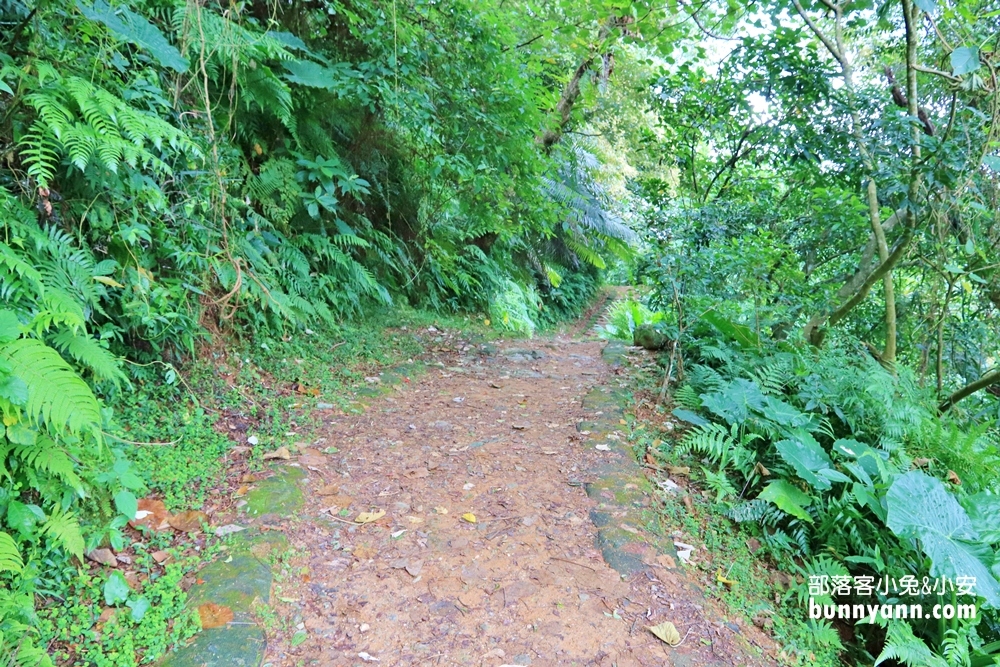 花蓮瀑布森林浴，撒固兒步道入門級森林步道，十分鐘輕鬆賞飛瀑