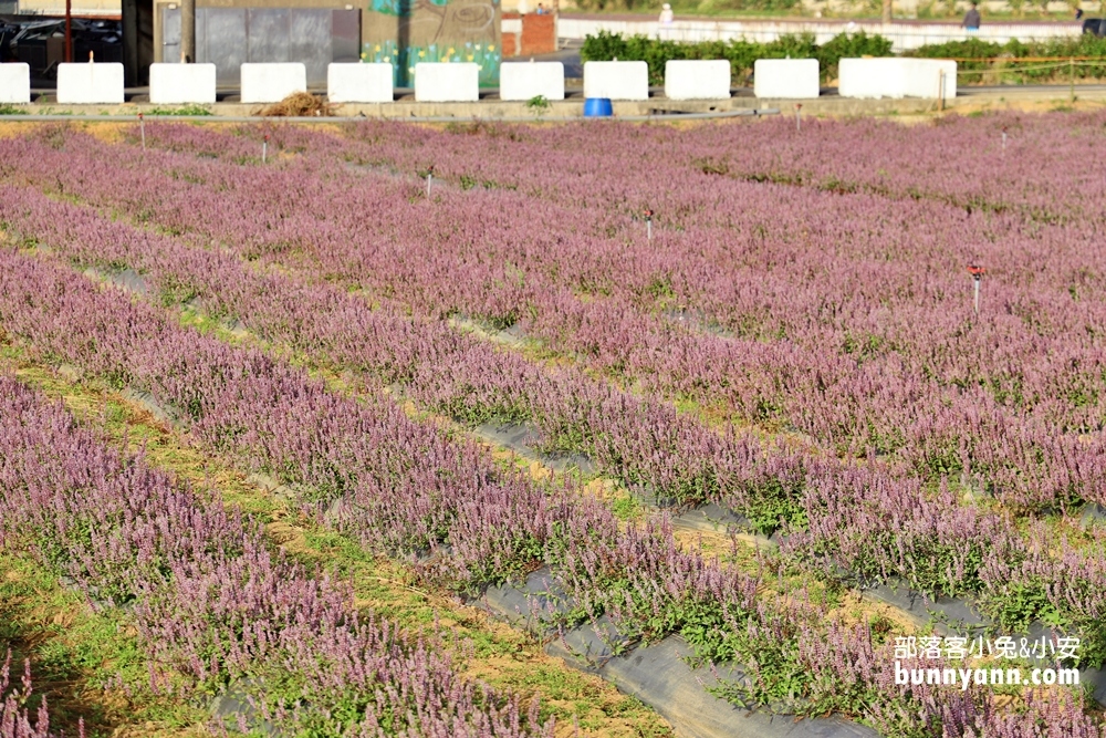 2021桃園楊梅仙草花節，走進南法紫色普羅旺斯遇見幸福