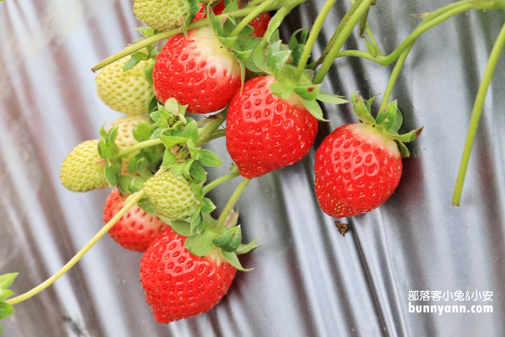 苗栗景點》大湖草莓季，馬拉邦山金鑽草莓園，蘋果草莓好甜！
