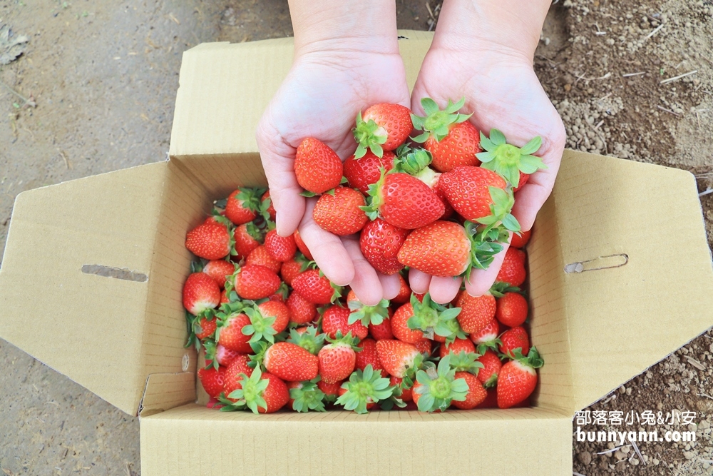 苗栗景點》大湖草莓季，馬拉邦山金鑽草莓園，蘋果草莓好甜！