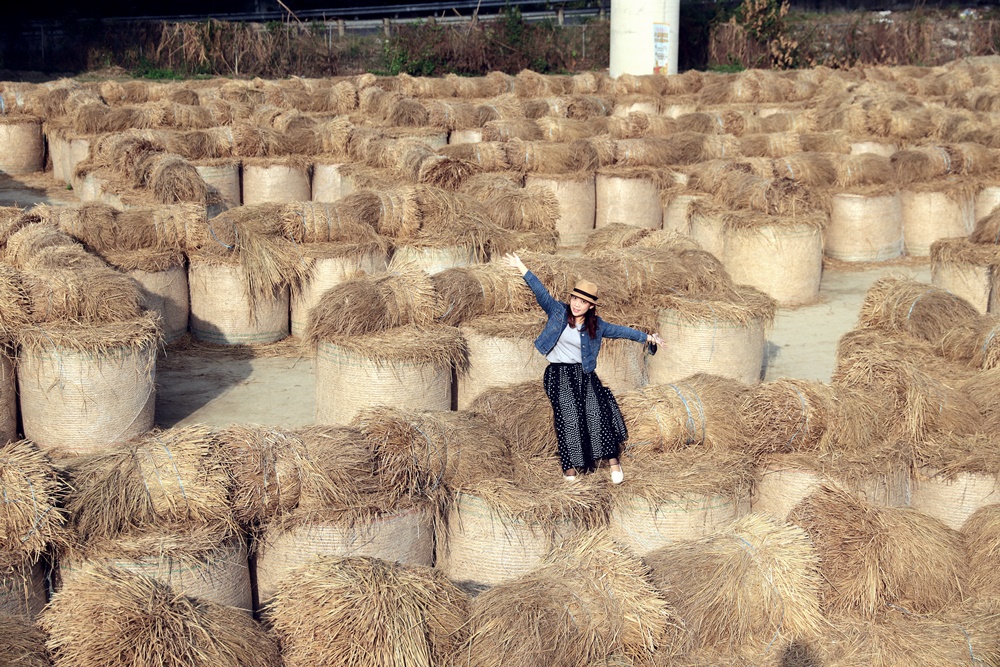 雲林》免費新景點！大埤稻草文化藝術季，全台最大稻草捲迷宮登場，600捆酥脆捲心酥療癒拍起來~
