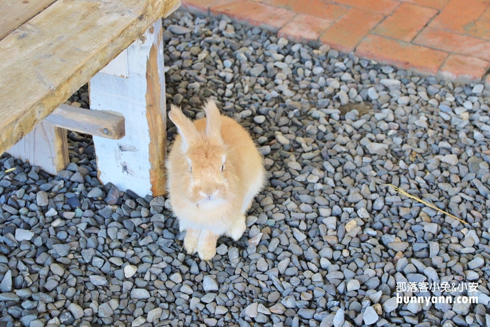 屏東景點》蕭家大院兔子親子餐廳，可愛兔兔陪你一起下午茶