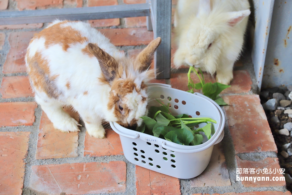 屏東》原來不是天竺鼠！來蕭家大院跟萌兔互動，可愛兔兔陪你一起下午茶
