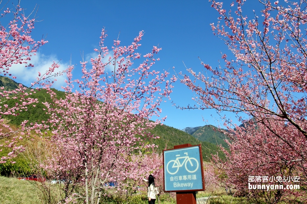 台中》武陵農場櫻花季攻略，粉嫩櫻花季綻放中，夢幻的粉紅佳人櫻花林
