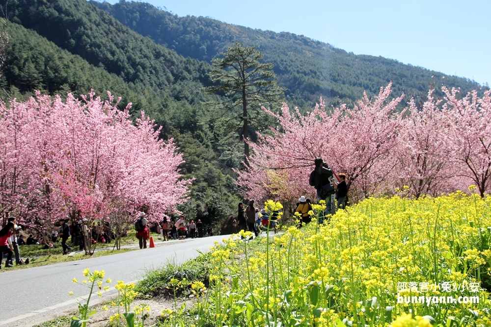 2022武陵農場櫻花季攻略，賞櫻專車、櫻花景點完整介紹