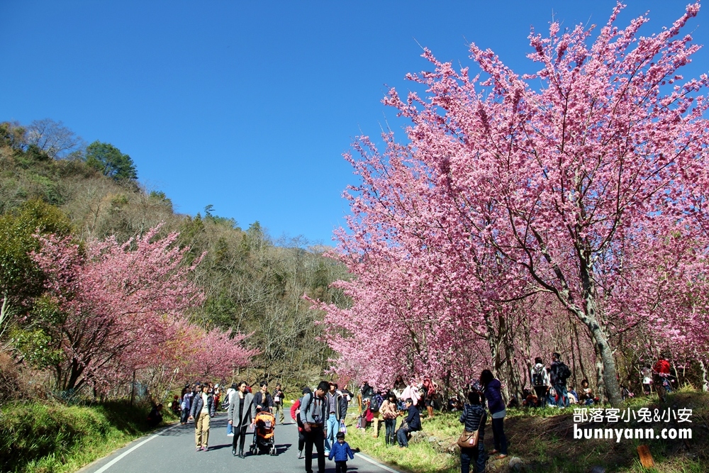 台中》武陵農場櫻花季攻略，粉嫩櫻花季綻放中，夢幻的粉紅佳人櫻花林