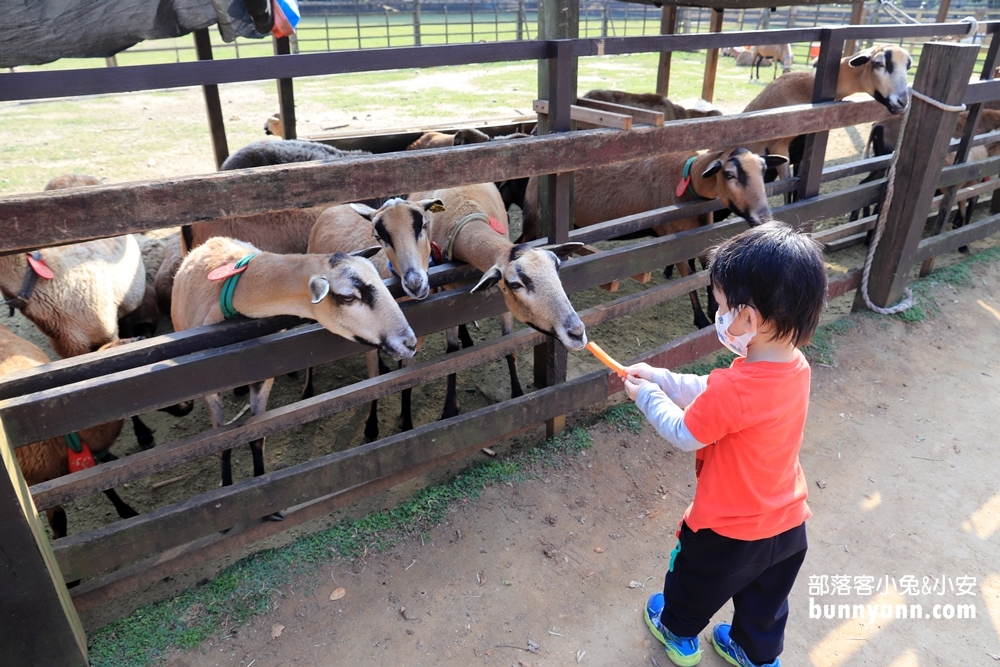 桃園》水豚君不睡覺！埔心牧場可愛動物好療癒，有梅花鹿、羊駝、兔子，戶外踏青去！