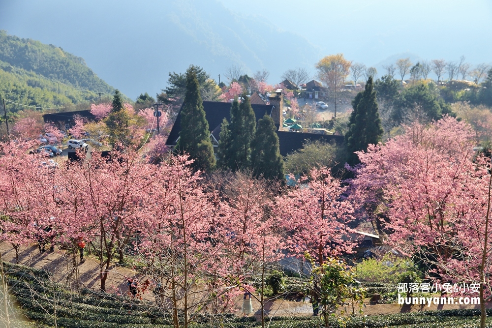 新竹【山上人家】2023櫻花季開放時間與一日遊介紹
