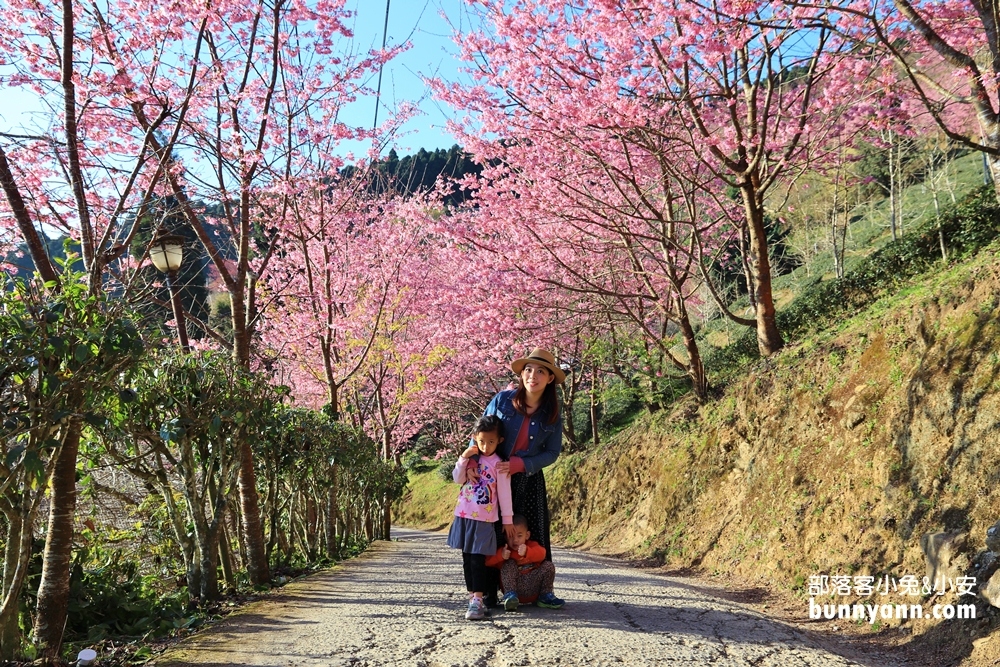 新竹【山上人家】2023櫻花季開放時間與一日遊介紹