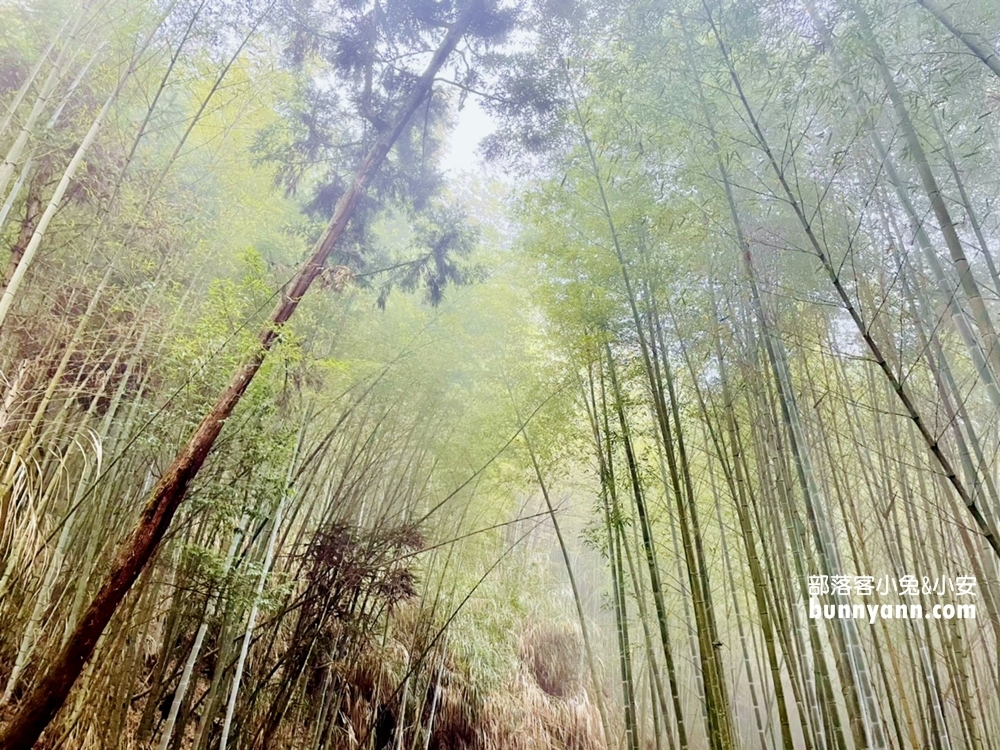 雲林草嶺》五元兩角，台版小京都嵐山竹林，走進美麗竹林隧道
