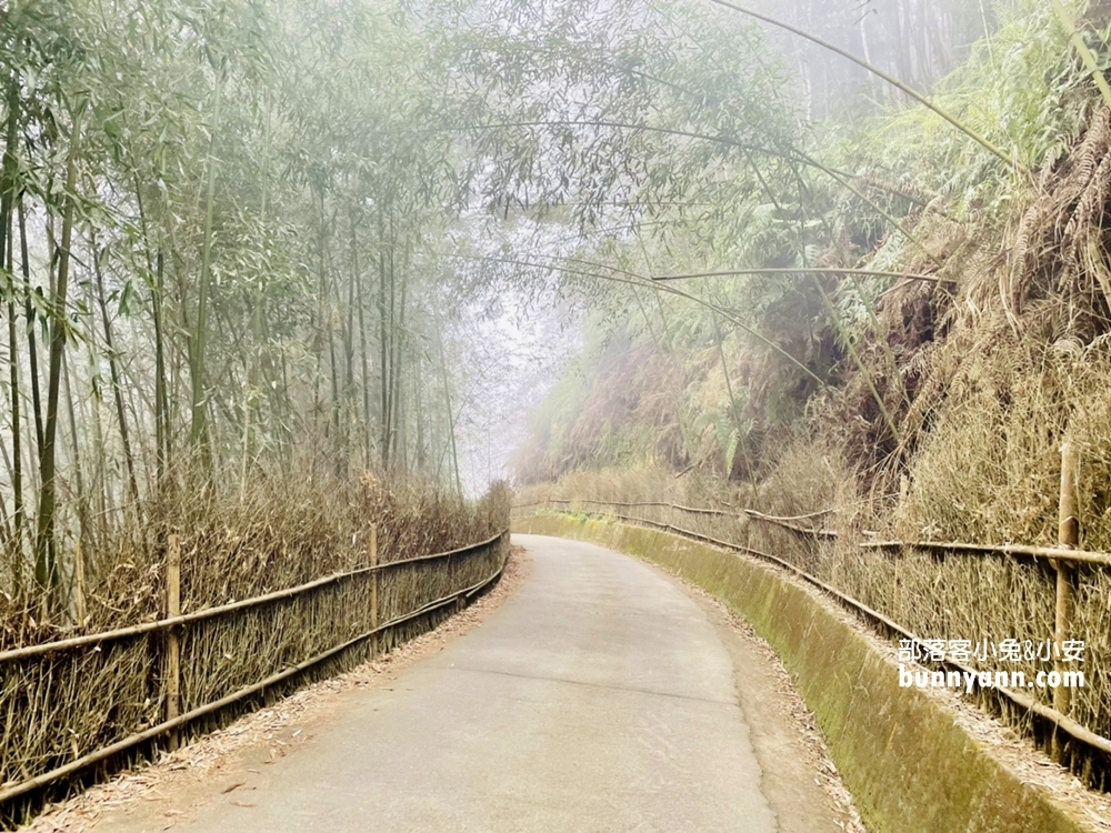 雲林草嶺》五元兩角，台版小京都嵐山竹林，走進美麗竹林隧道
