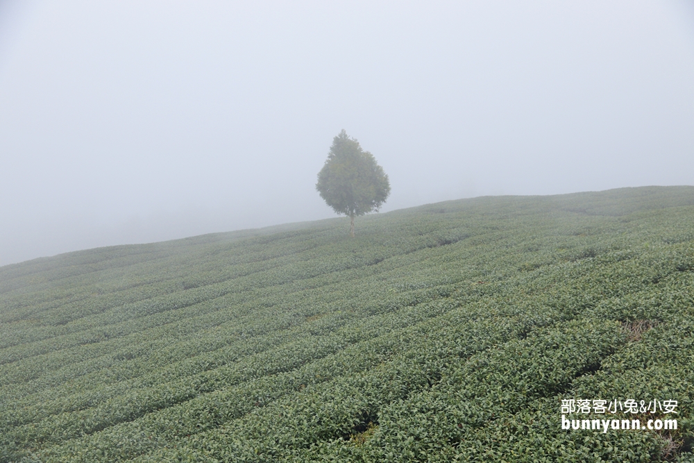 雲林》草嶺茶園秘境！雲嶺之丘景觀平台，5分鐘漫步翠綠茶園，無死角視野超美~