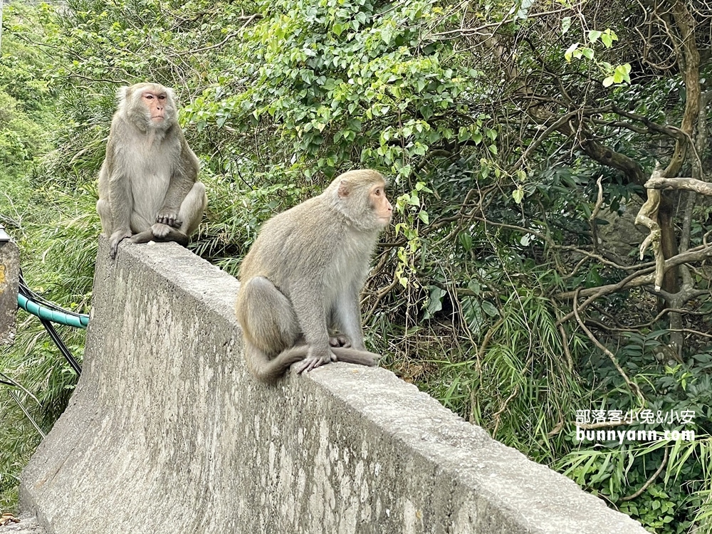 台東》泰源幽谷登仙橋，近距離觀察猴子軍團生活