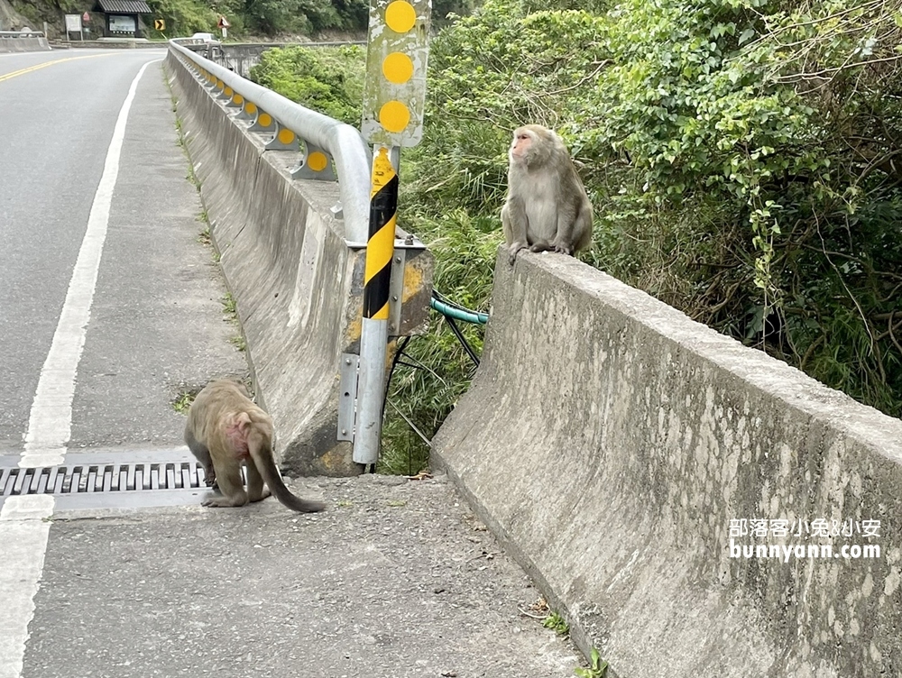 台東》猴子東遊記！泰源幽谷登仙橋，近距離觀察猴子軍團生活，我家也有隻小猴子