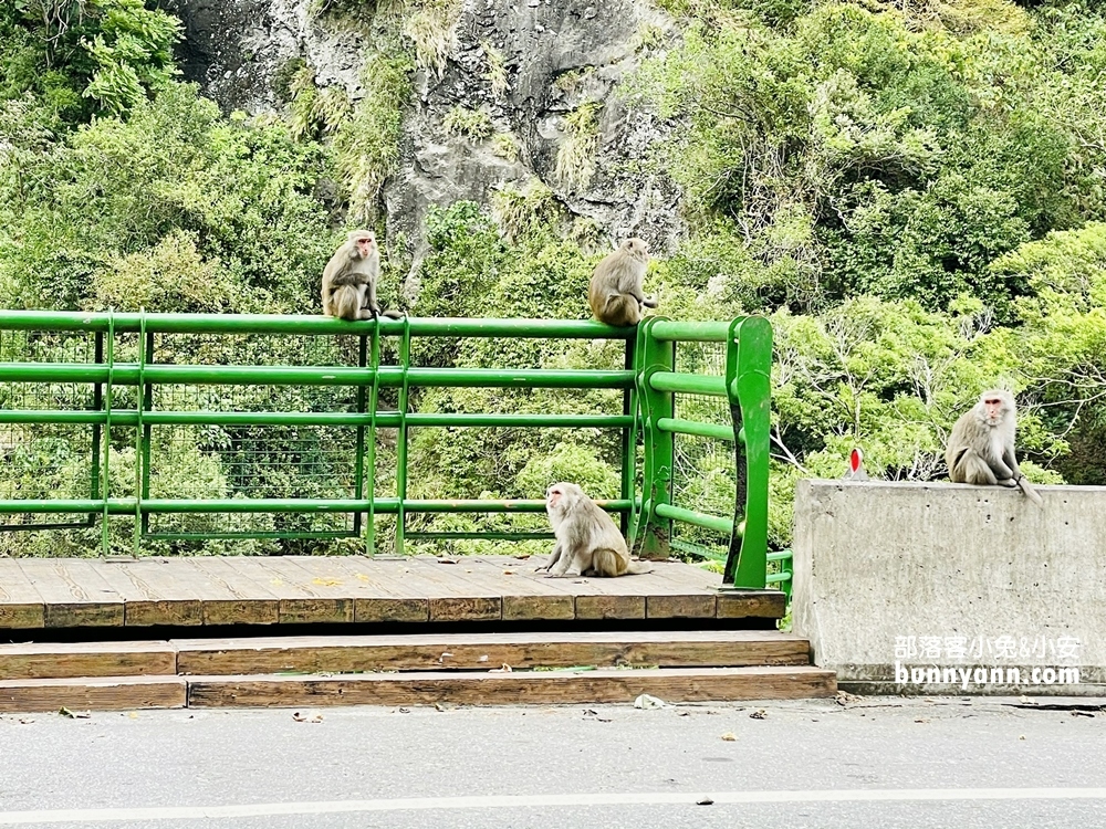 台東》猴子東遊記！泰源幽谷登仙橋，近距離觀察猴子軍團生活，我家也有隻小猴子
