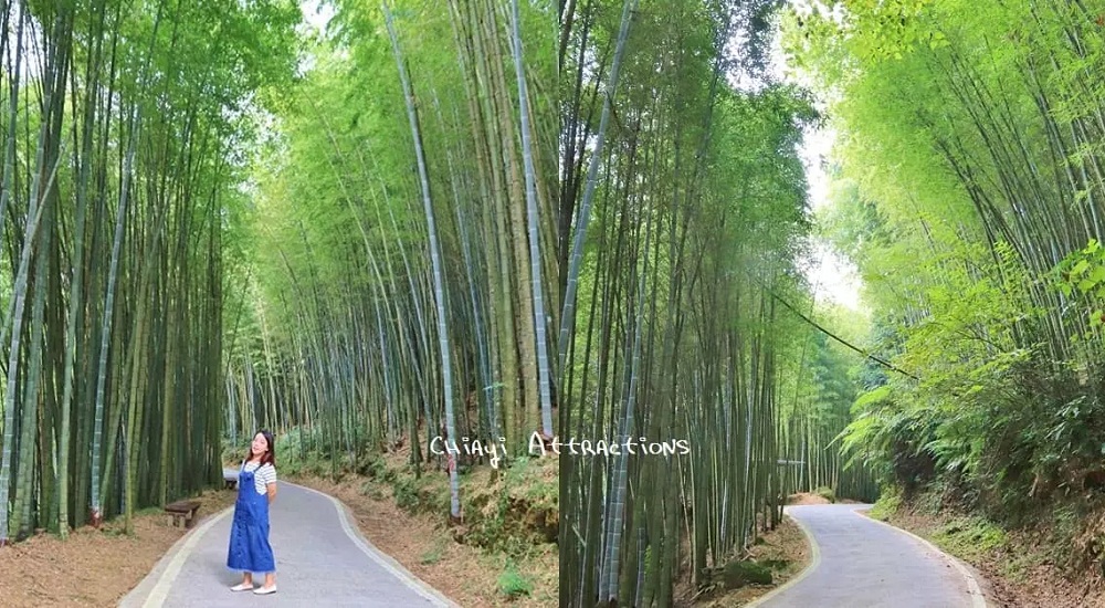 網站近期文章：瑞里綠色隧道浪漫竹林步道免費拍，美如明信片場景。