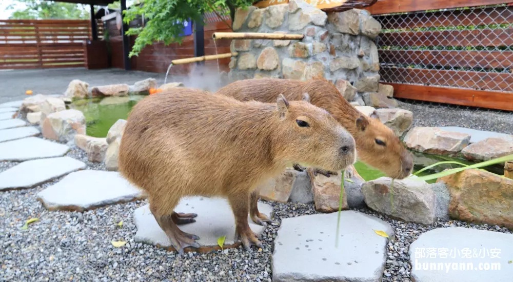 網站近期文章：宜蘭【張美阿嬤農場】全台唯一泰迪羊，餵梅花鹿和水豚超有趣
