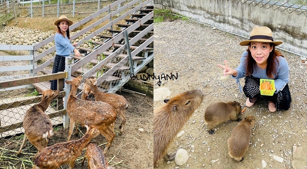 桃園農場「花鹿秘境」暢遊李家摸蜆農場，餵水豚和梅花鹿吃飯。