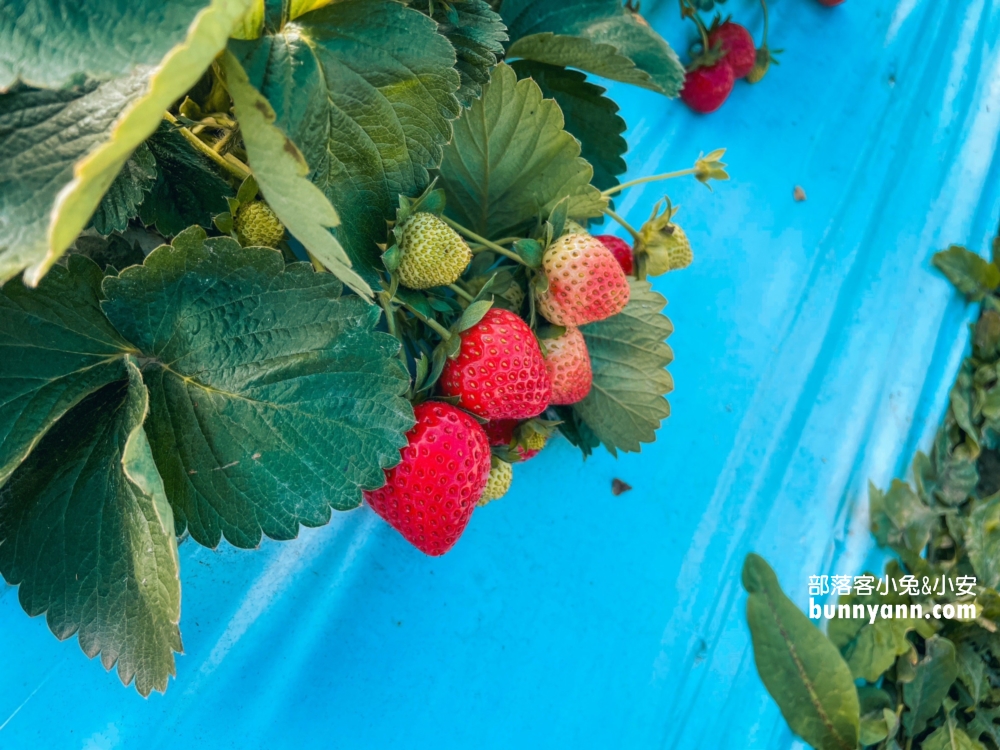 嘉義【大林莓香觀光草莓園】巨無霸草莓，好喝的草莓牛奶。