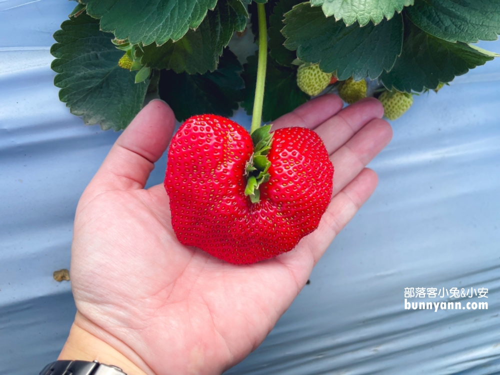 嘉義【大林莓香觀光草莓園】巨無霸草莓，好喝的草莓牛奶。