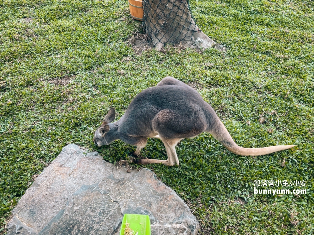 宜蘭農場推薦》蘭陽動植物王國(環境)，全台首個澳洲袋鼠互動在這，划輪胎船好好玩。