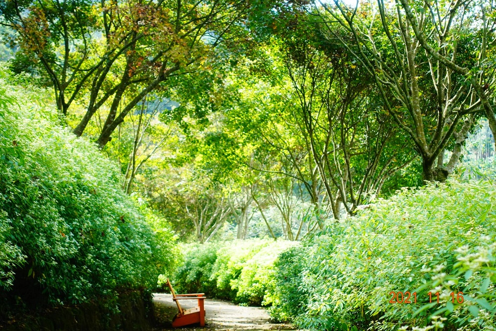 台中桃李河畔森林下午茶，森林小徑、池畔賞景，一起沐浴自然中