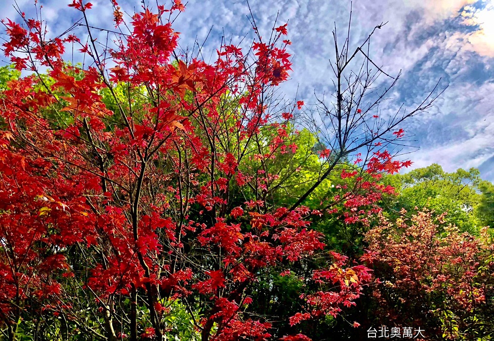 台北陽明山奧萬大樂活莊園，春日賞楓紅最佳約會景點一起瘋狂吧！