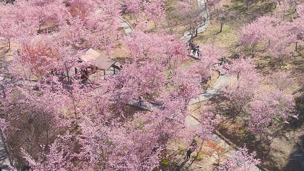 2023【福壽山農場千櫻園】交通方式和門票資訊，粉紅櫻花林即時影像!