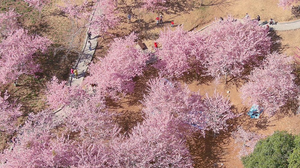 2023【福壽山千櫻園】交通和門票資訊，粉紅櫻花林即時影像