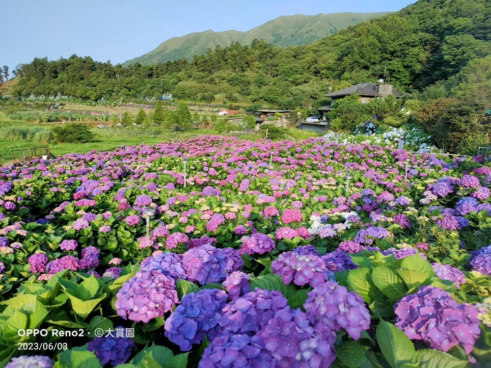 整理「竹子湖繡球花」推薦陽明山繡球花季各家花況與門票優惠
