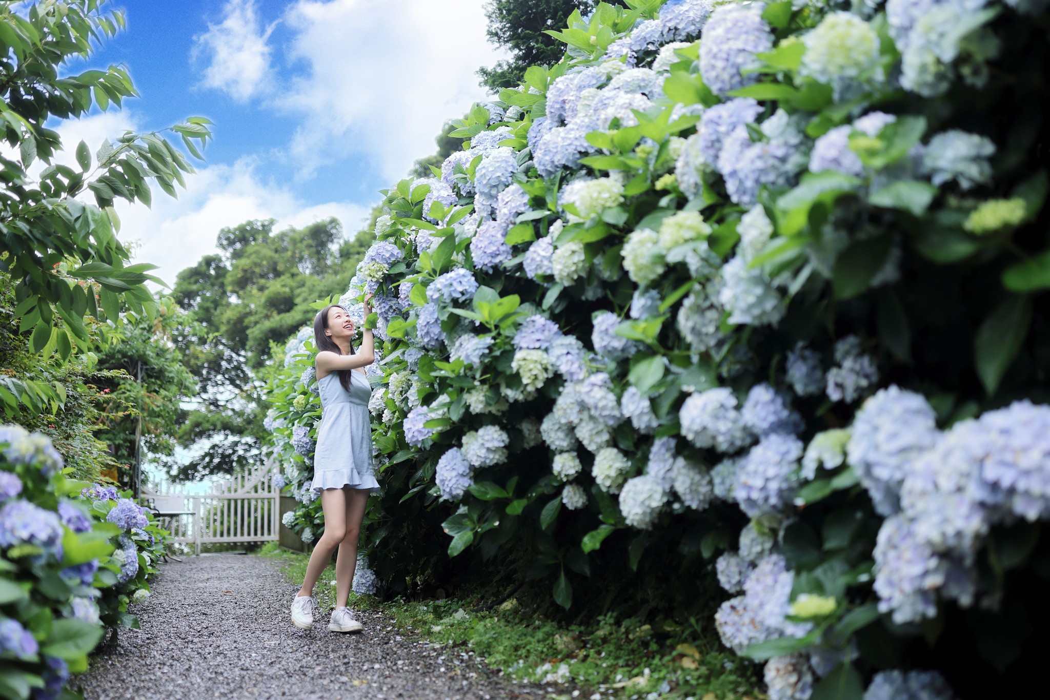 竹子湖超美「大梯田花卉生態農園」繡球花與門票優惠整理