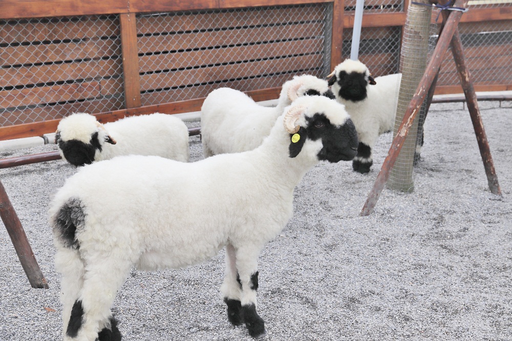 宜蘭張美阿嬤農場，全台唯一笑笑羊，餵梅花鹿和水豚超有趣
