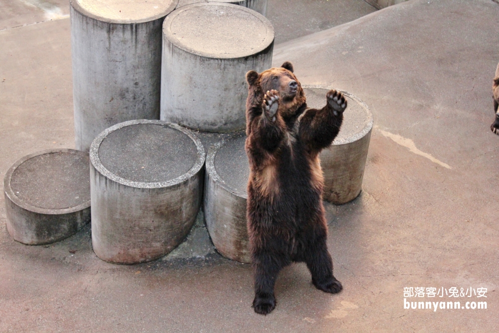 昭和新山熊牧場｜北海道看了會揪心的熊監獄，不建議景點