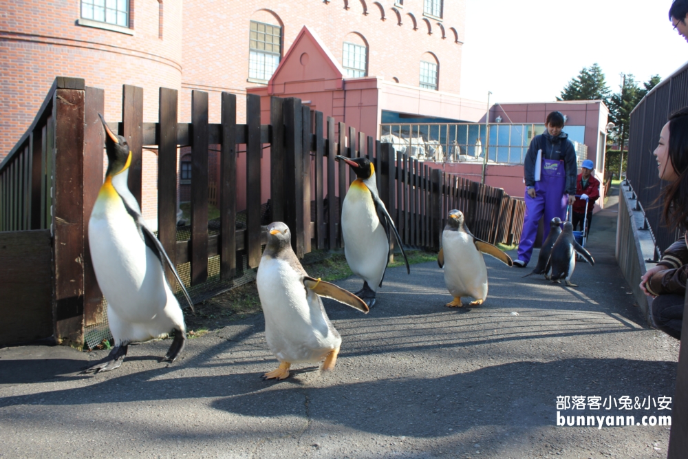 尼克斯海洋公園｜看小企鵝緩慢散步，北歐城堡好漂亮