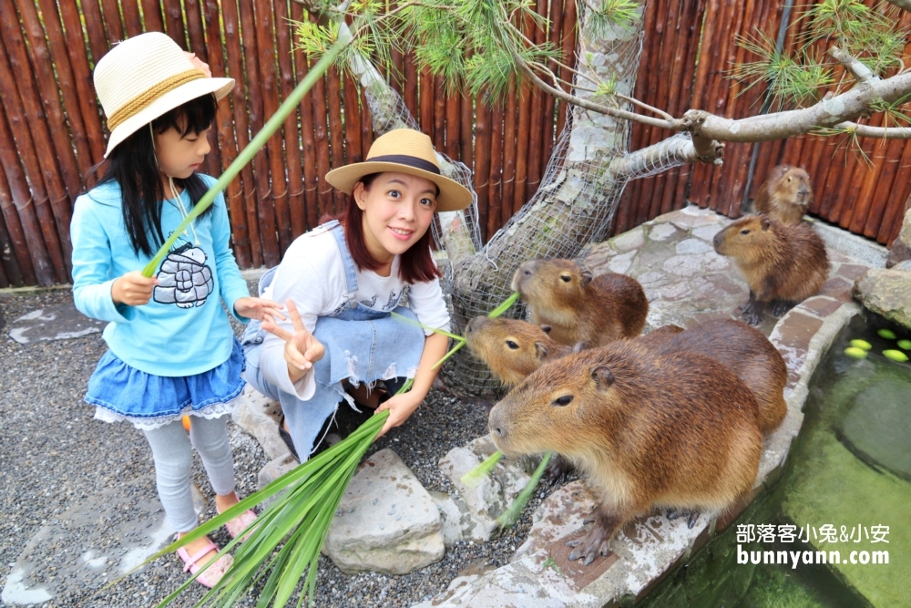 宜蘭新景點》跟可愛小鹿互動！張美阿嬤農場，餵梅花鹿、拔紅蘿蔔超有趣～