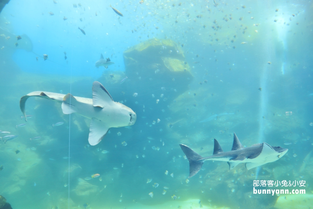 桃園2024【Xpark】水族館超美水生公園門票優惠和詳細攻略。