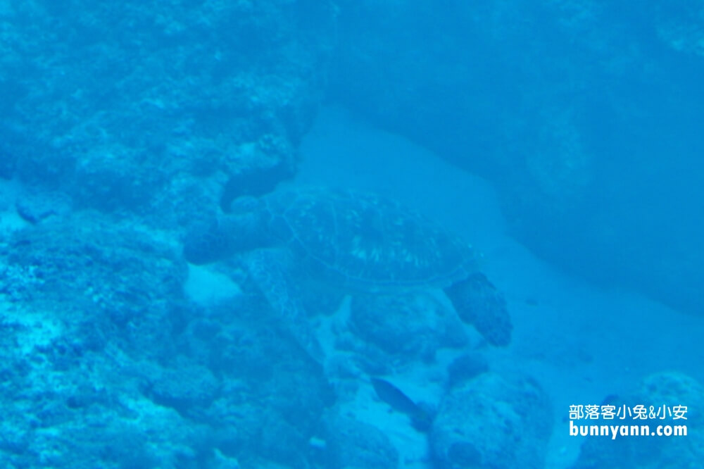 小琉球探索拉美半潛艇不好玩？看海龜&珊瑚海底美景還不錯