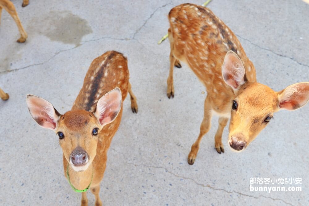 小琉球鹿粼梅花鹿園區，小鹿斑比包圍你，門票資訊整理!