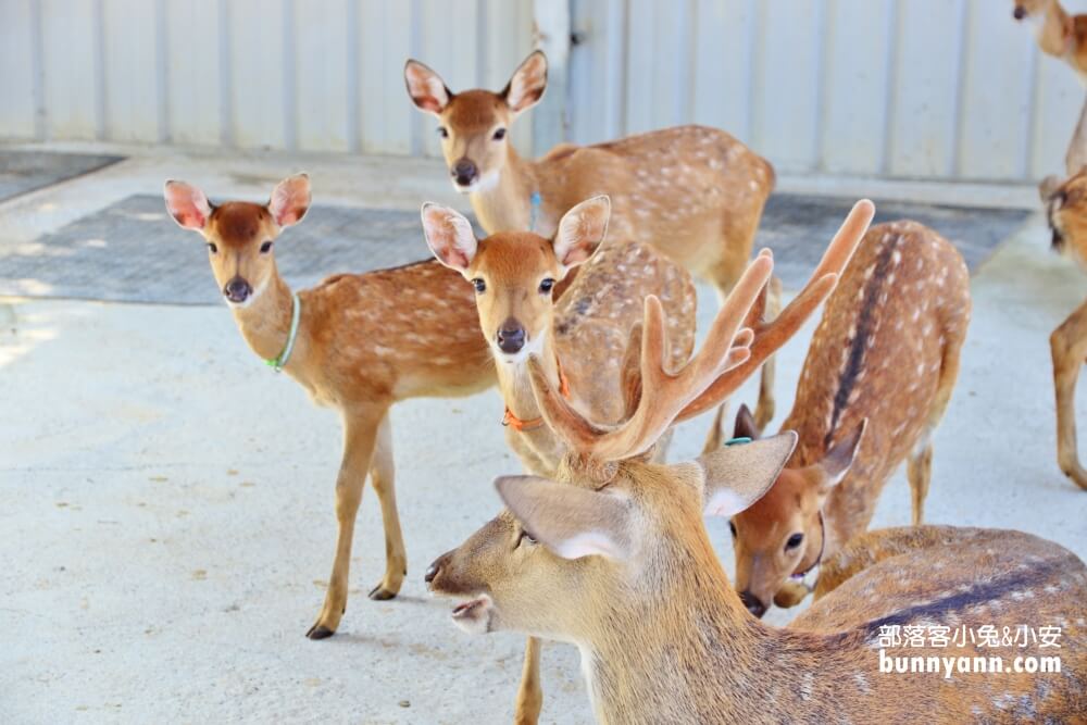 小琉球鹿粼梅花鹿園區，小鹿斑比包圍你，門票資訊整理!