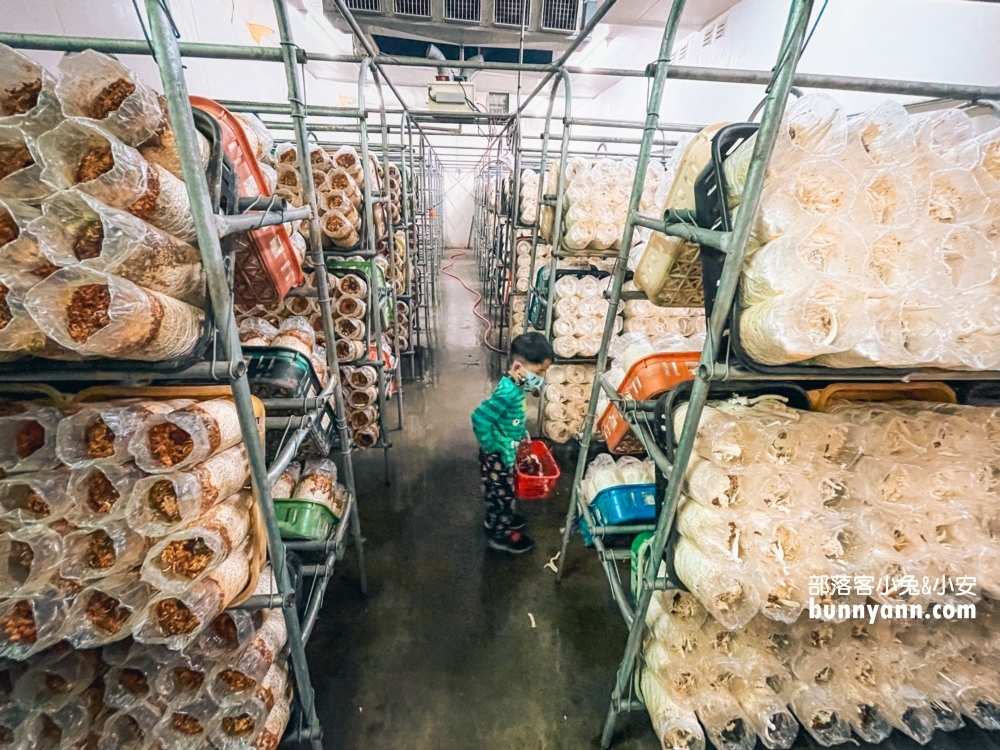 南投埔里的豐年農場，免門票來採香菇回家吃(2022須知)