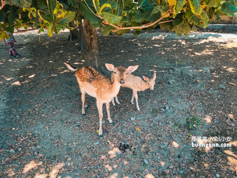 台東【鹿野梅花鹿公園】台版小奈良餵食小鹿與斑比互動