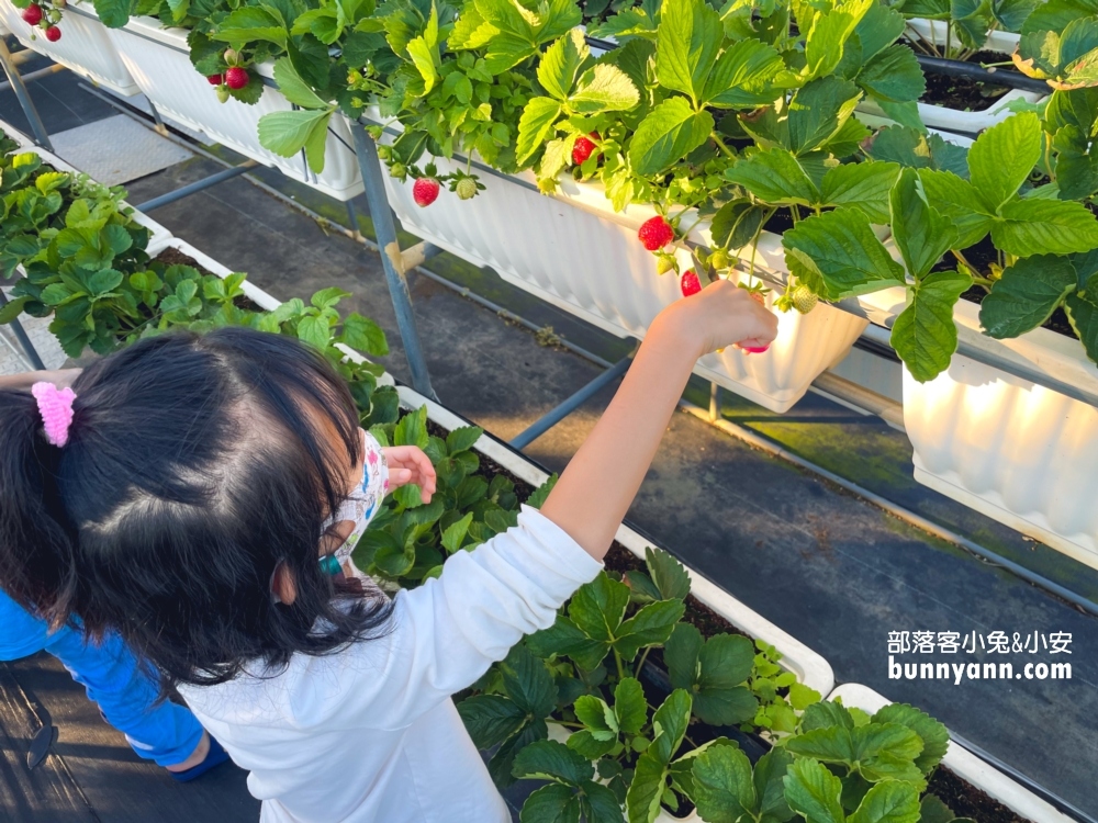 關西竹林草莓園｜竹林農園採大顆草莓，酸甜好滋味