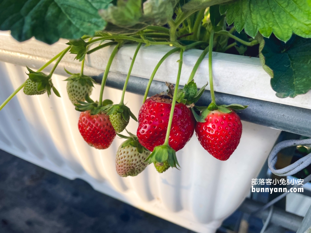 關西竹林草莓園｜竹林農園採大顆草莓，酸甜好滋味